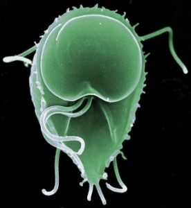giardia Giardia. Yuck.