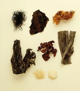 35052296 sea veggies!