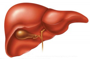 816_liver Liver, your largest organ, and gallbladder.
