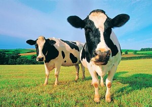 Happy cows apparently come from California.