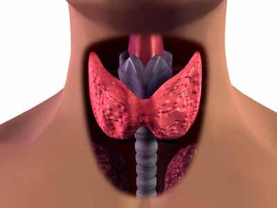 Hashimoto’s Thyroiditis: Causes & Treatments