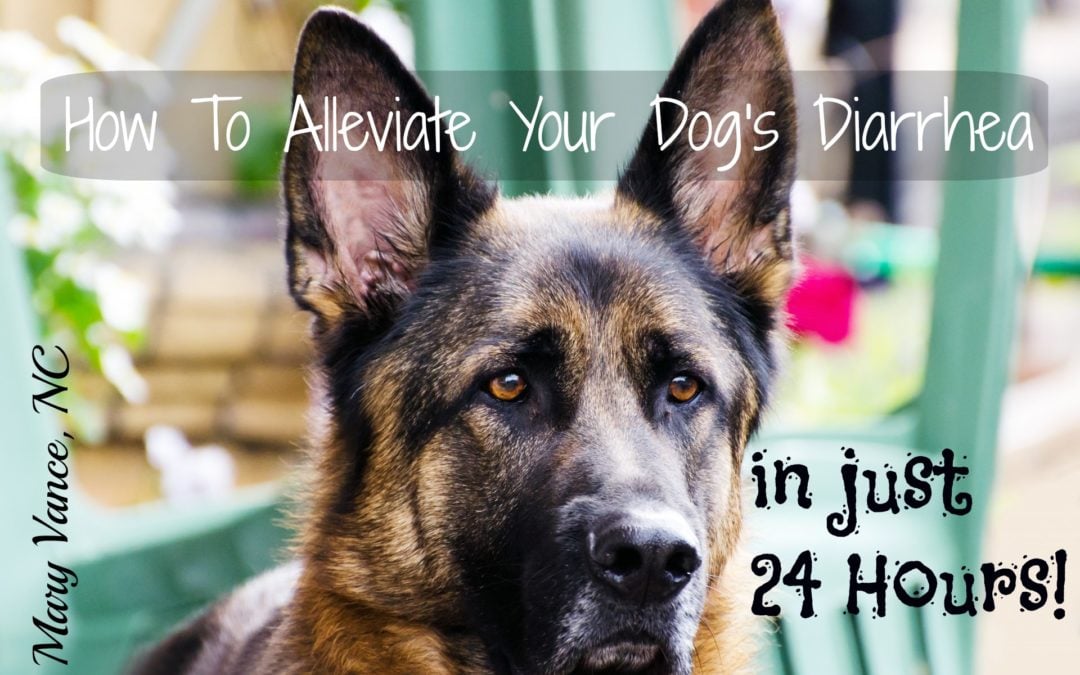 How to Alleviate Your Dog’s Diarrhea in 24 Hours