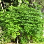 August_2011_Moringa_Trees_front_of_house_004