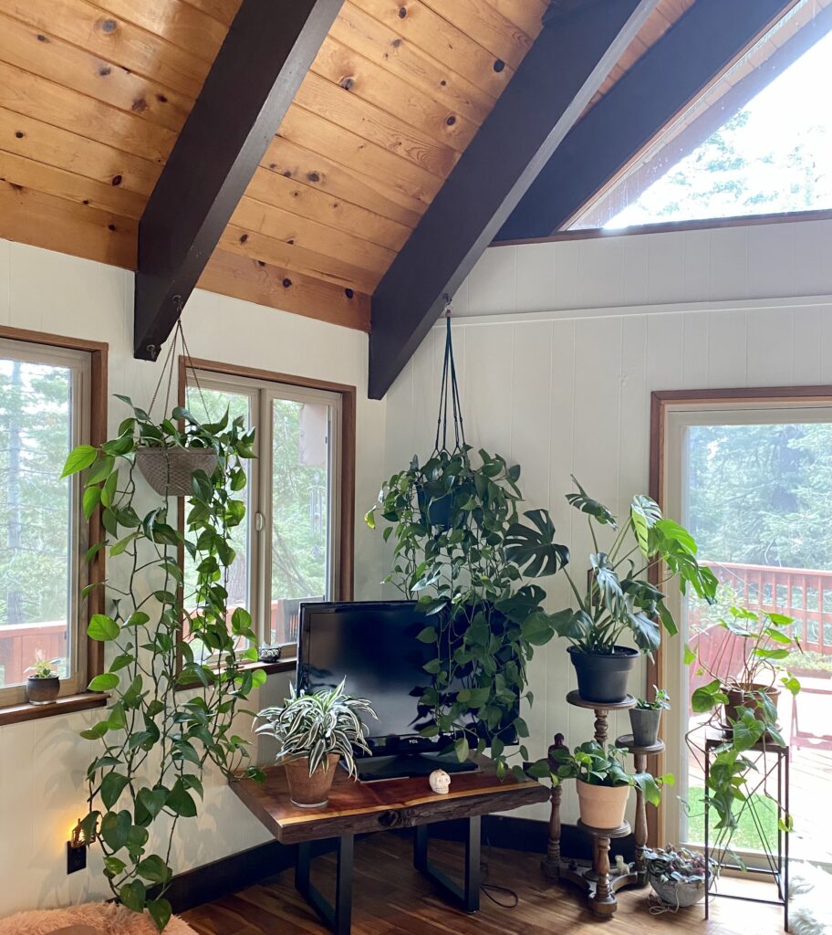 houseplants clustered in an east facing window