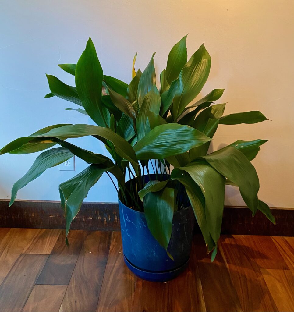 cast iron plant (Aspidistra) in a blue pot sitting in a room