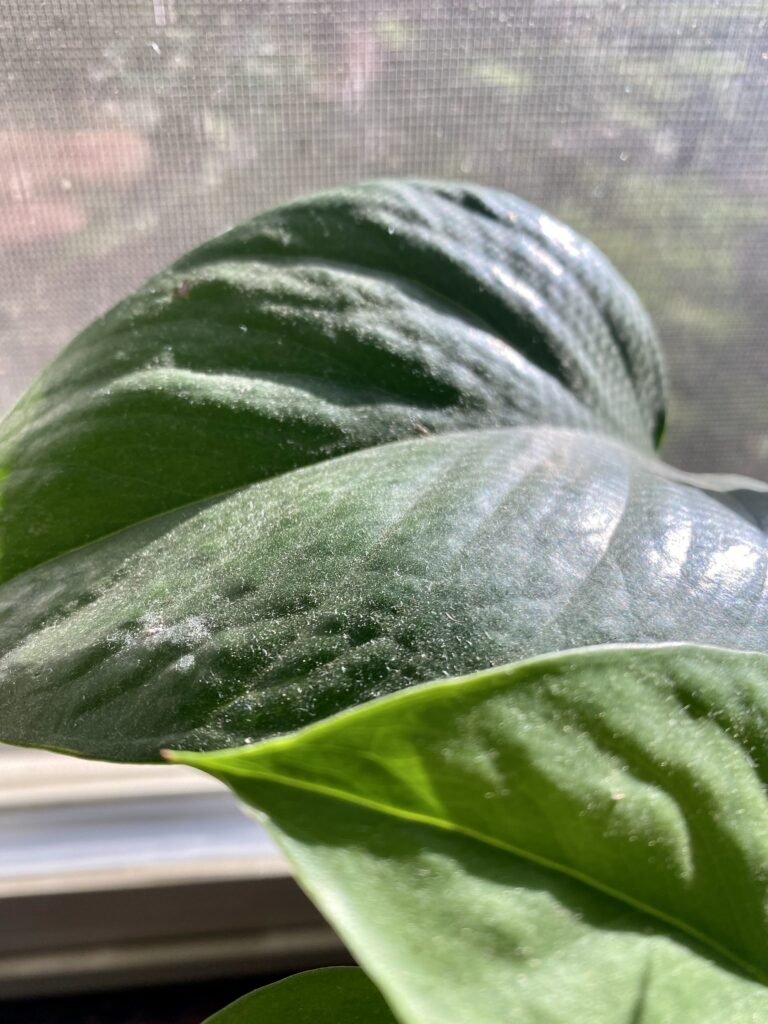 dusty pothos leaf in a window