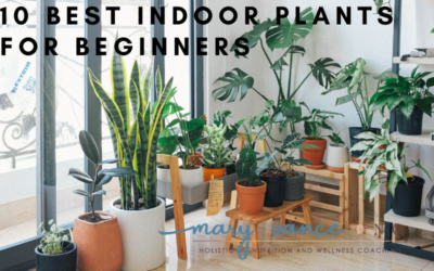 Ten Best Indoor Plants for Beginners